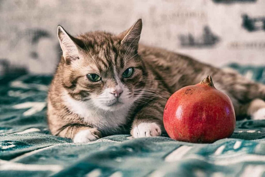 Can Cats Eat Pomegranate