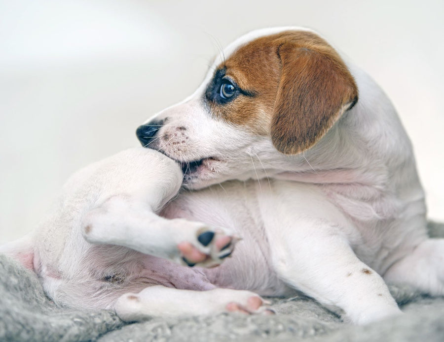 Can Dogs Get Pimples?