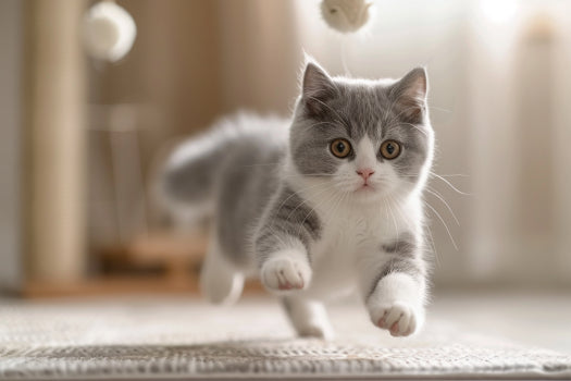 Alergias en gatos